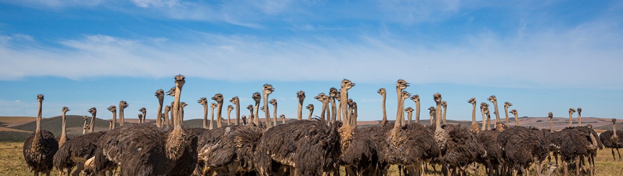 Яких розмірів і скільки в середньому важить страус?