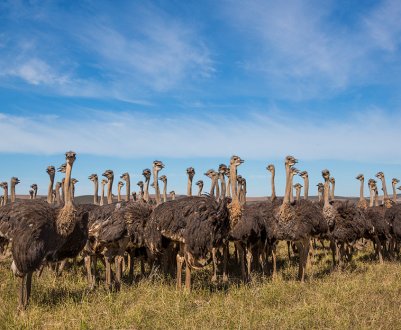 Яких розмірів і скільки в середньому важить страус?