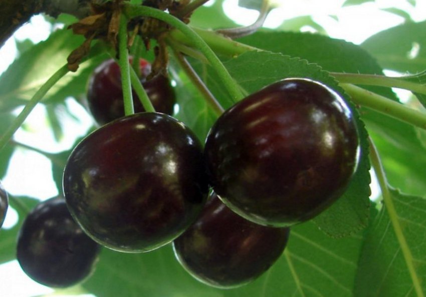 Плоди вишні Ксенія Плоди вишні Ксенія