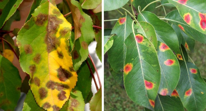 Парша та іржа на вишні Парша та іржа на вишні