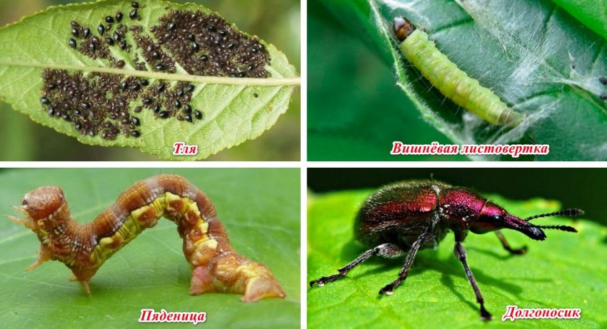 Шкідники вишні Шкідники вишні