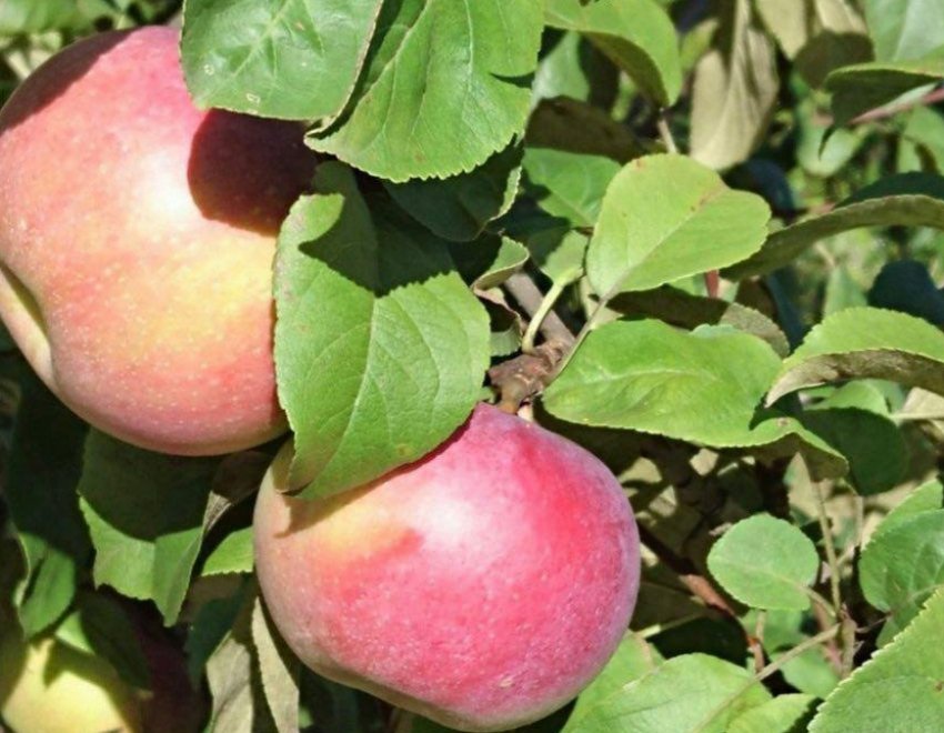 Яблоня Кумир Фото