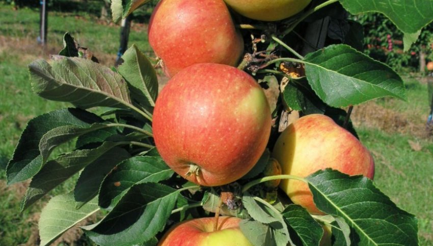 Яблуня Тріумф