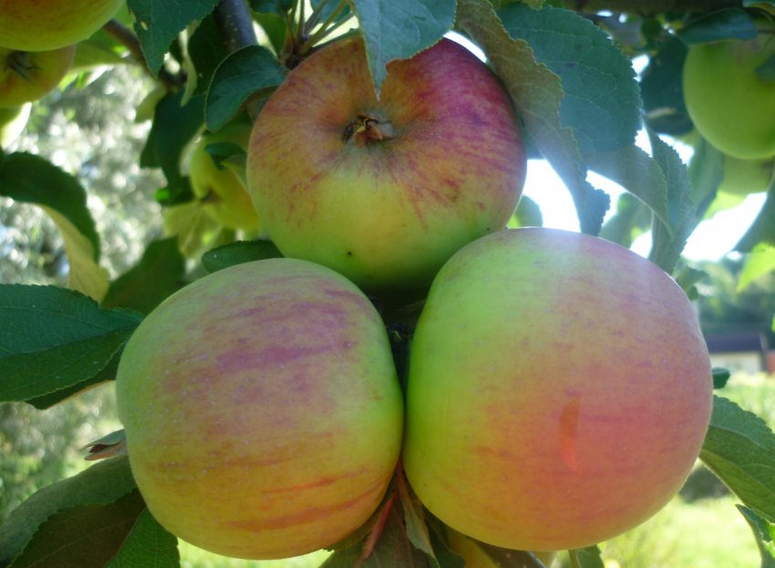 Яблуня Малюха