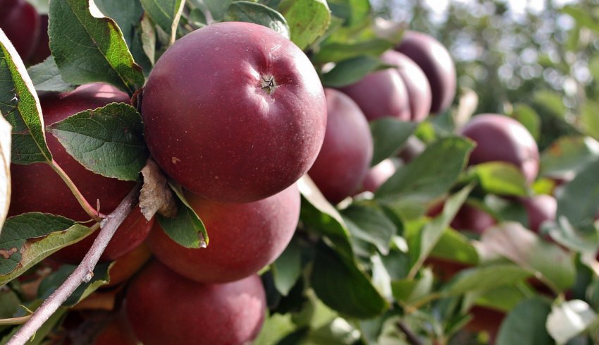 Яблуня Поезія