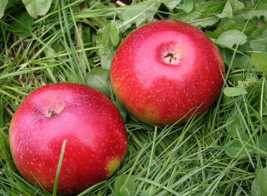 Яблуня Останкіно