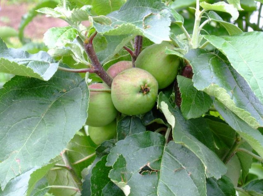 Яблуня Лукомор