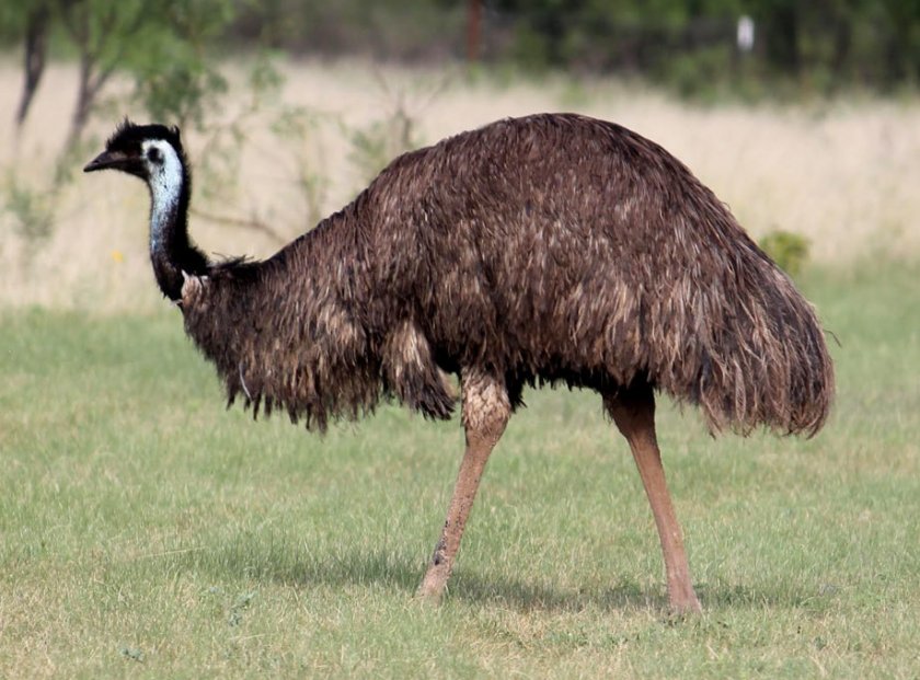 Австралийская порода страусов