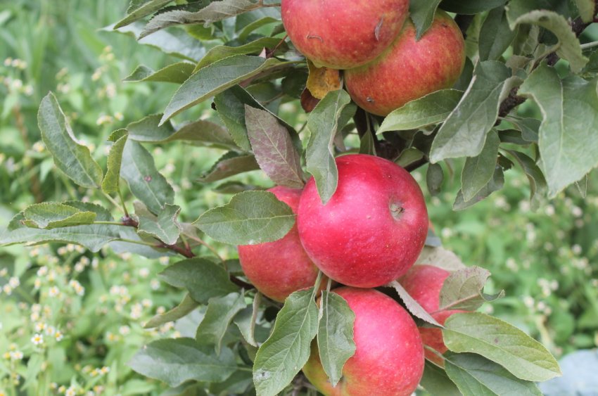 Яблуня Сенатор