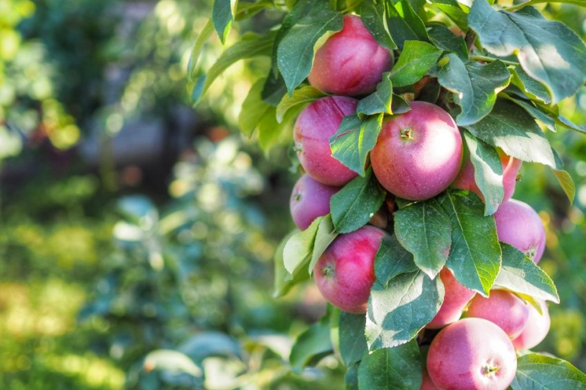 Колоновидна яблуня