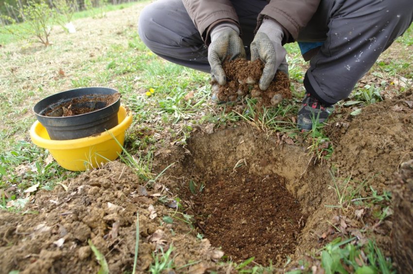 Підготовка посадкової ями