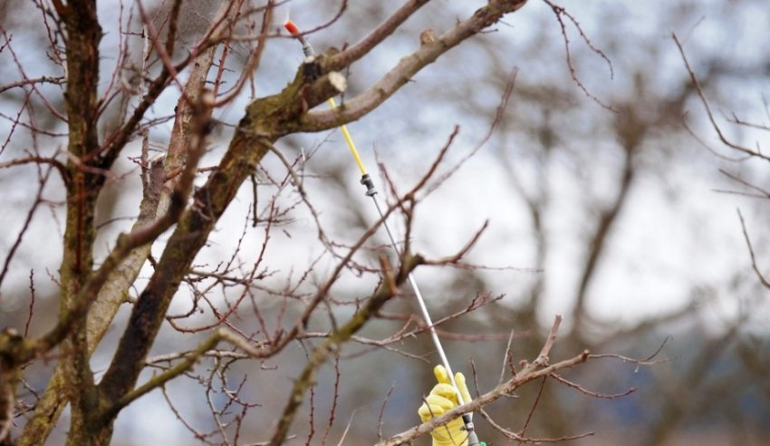 Обприскування яблуні