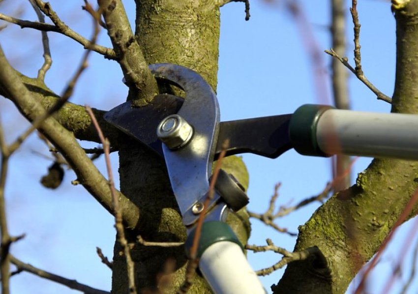 Обрізка яблуні