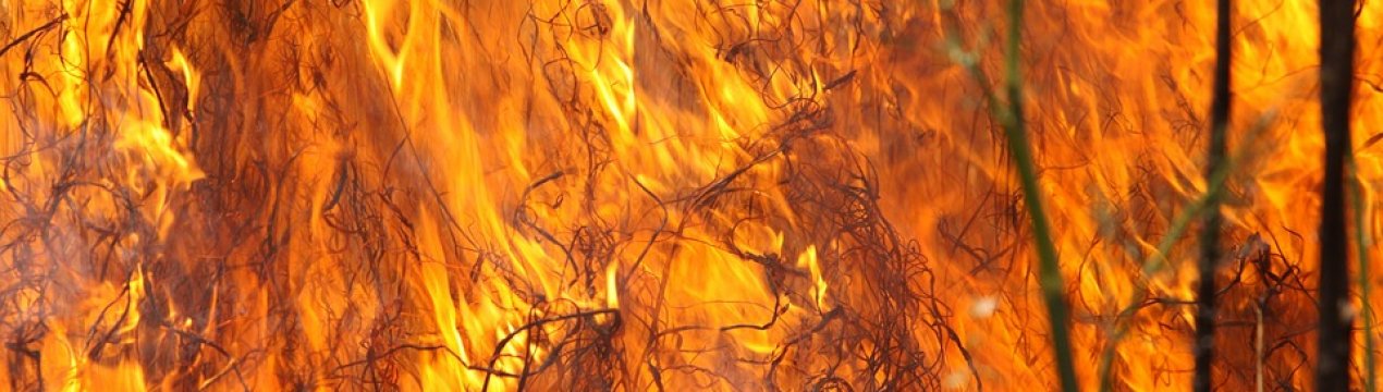 Штраф за спалювання листя і сухої трави в Україні може зрости до 40 тисяч гривень