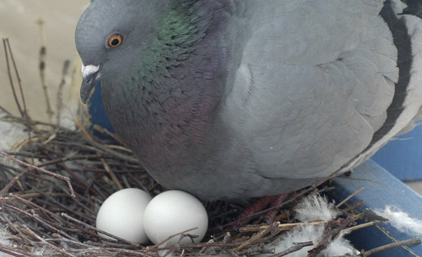 Голубка сидит на яйцах