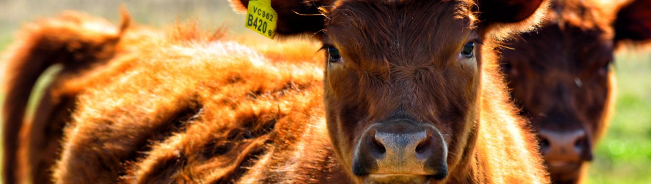 «Мертві душі»: курганську фермершу відправили за ґрати корови-примари