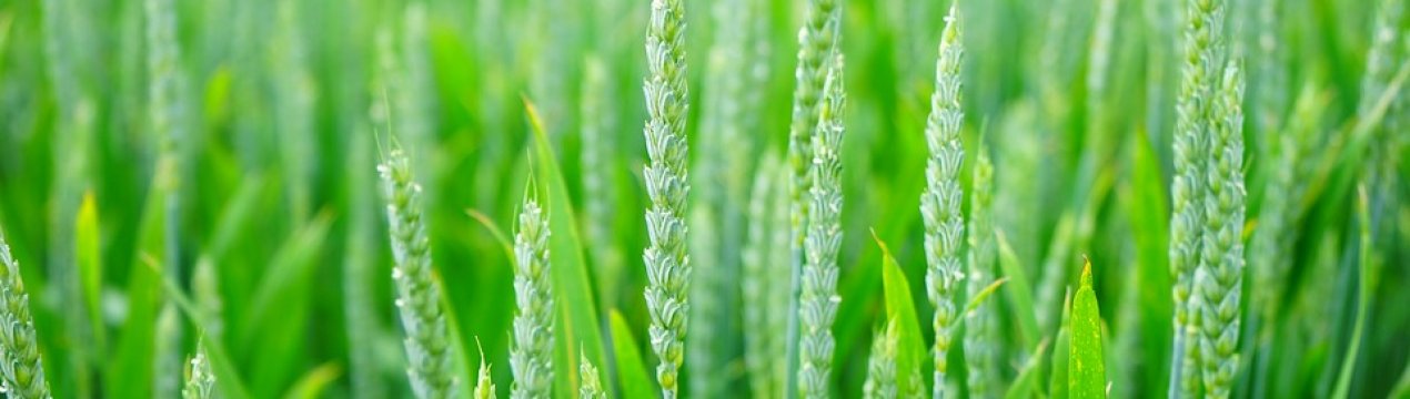 Фузаріоз колоса озимої пшениці може неабияк зіпсувати урожай 2019 р. в Україні