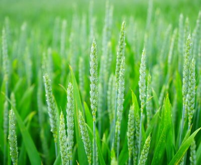 Фузаріоз колоса озимої пшениці може неабияк зіпсувати урожай 2019 р. в Україні