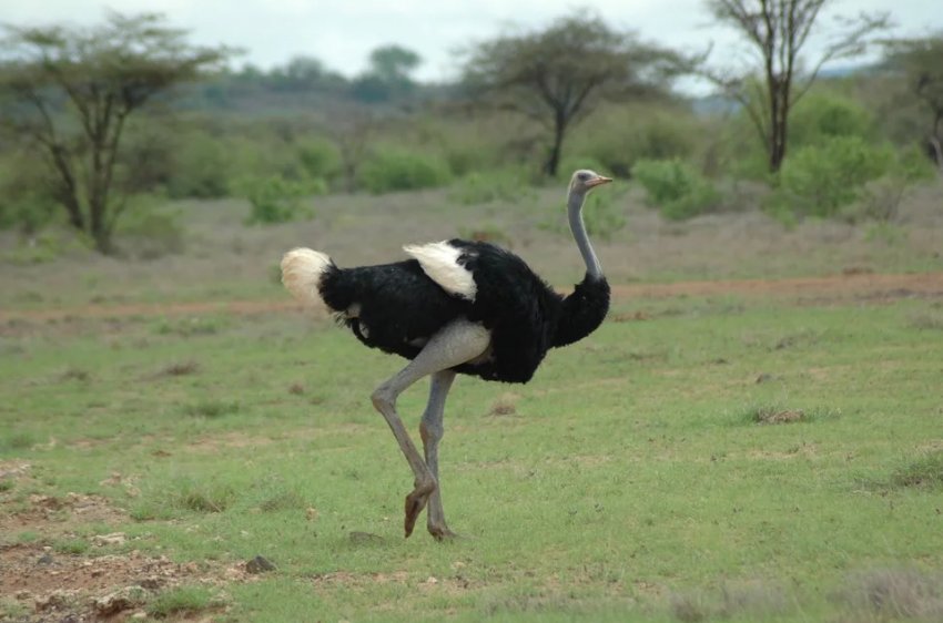 Сомалійська порода страусів
