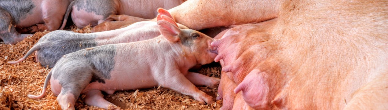 Ростовські свині — знову під гнітом африканської чуми