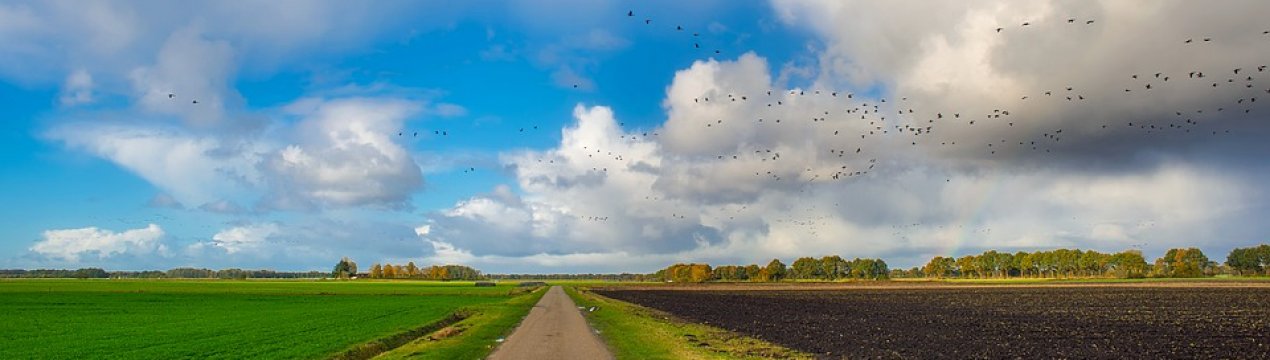 Фермери Півдня України змушені пересівати озимі культури соняшником