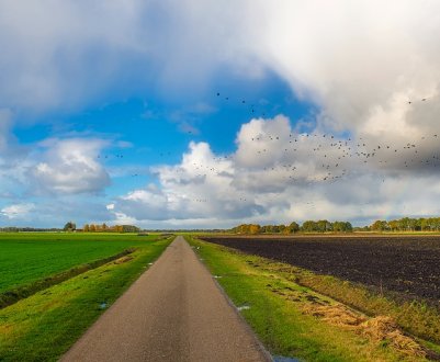 Фермери Півдня України змушені пересівати озимі культури соняшником