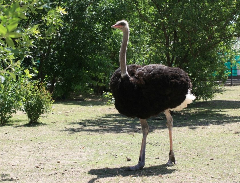Африканская чёрная порода страусов