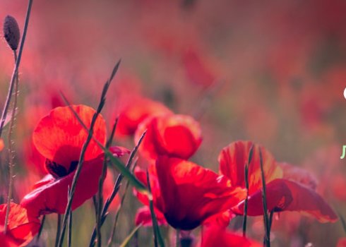 Місячний посівної календар для городника на липень 2019 року