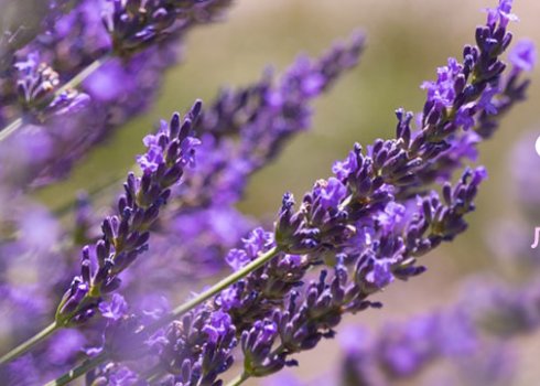 Лунный посевной календарь на июнь 2019 года