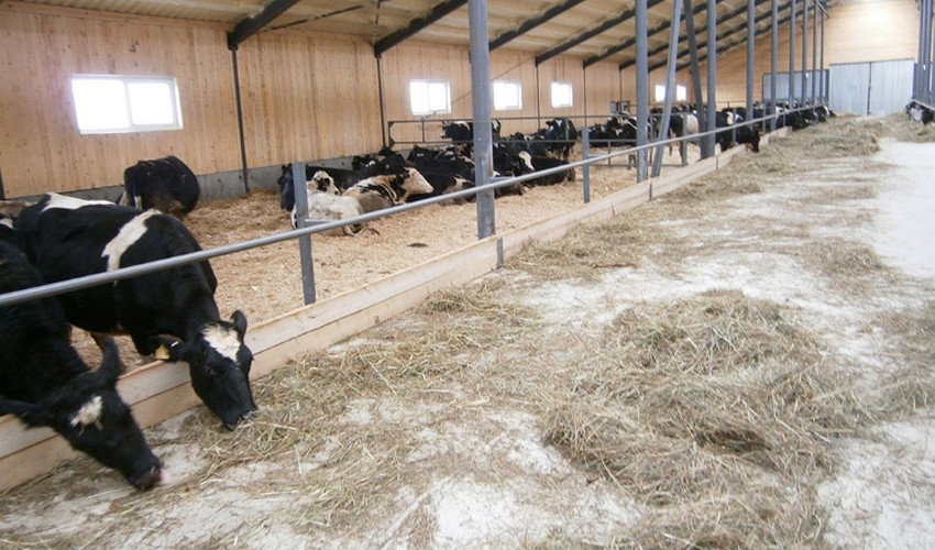 Безприв`язне утримання корів Безприв`язне утримання корів