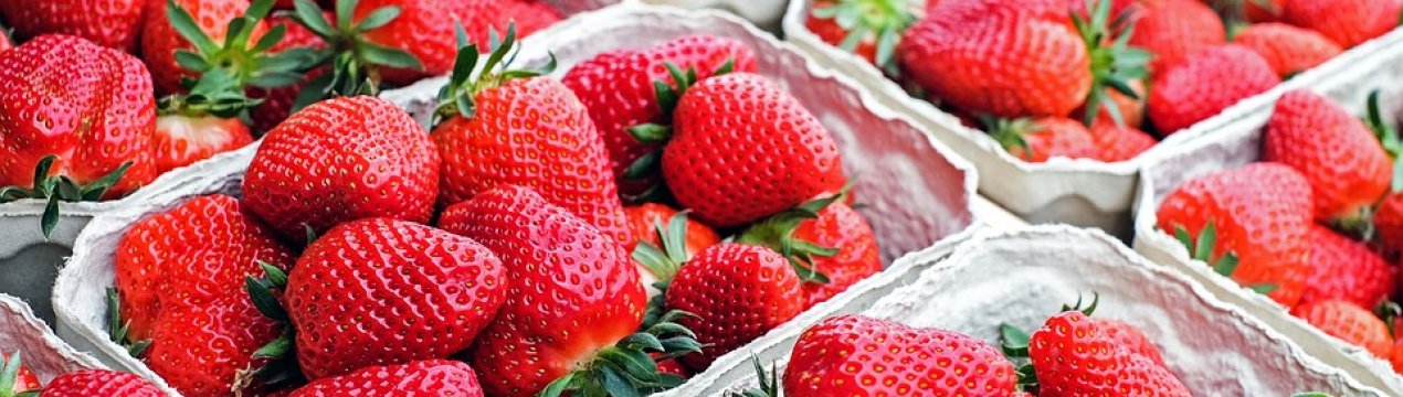 Полуницю для зберігання краще збирати у ранкові години