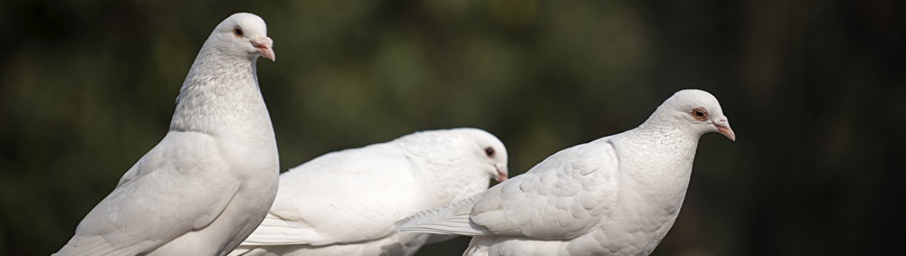 Що можна і що не можна годувати голубів в домашніх умовах