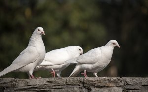 Павлиньи голуби как содержать