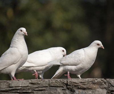Що можна і що не можна годувати голубів в домашніх умовах