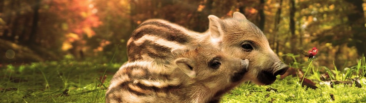 Спалах АЧС була виявлена серед диких кабанів Запорізької області