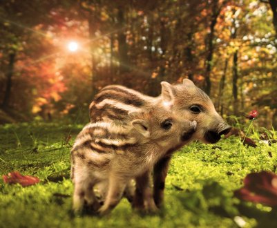 Спалах АЧС була виявлена серед диких кабанів Запорізької області