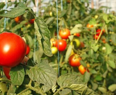 Опис і характеристика кращих гібридів помідорів