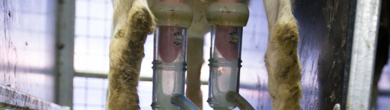 Доїльний апарат для кіз: огляд найкращих моделей, виготовлення своїми руками