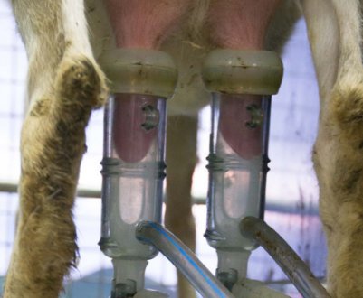 Доїльний апарат для кіз: огляд найкращих моделей, виготовлення своїми руками