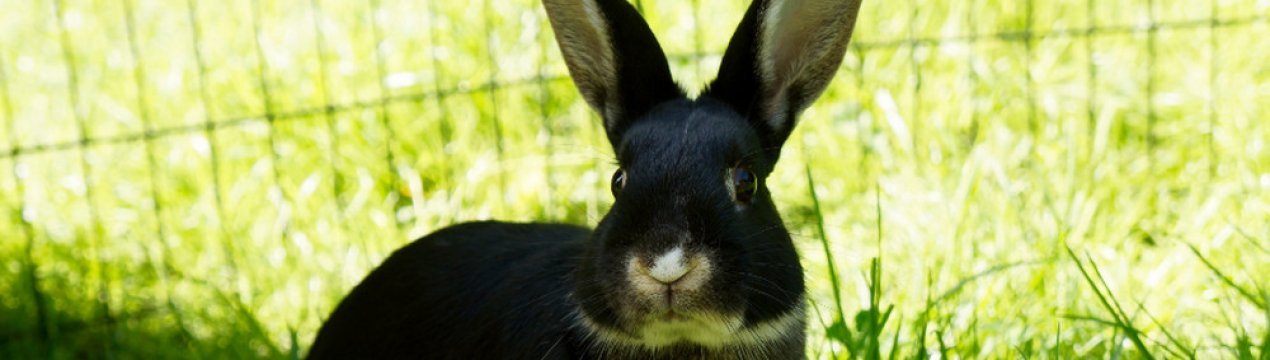 Какую можно давать кроликам траву, а какую давать нельзя?