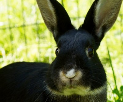 Яку можна давати кроликам траву, а яку давати не можна?