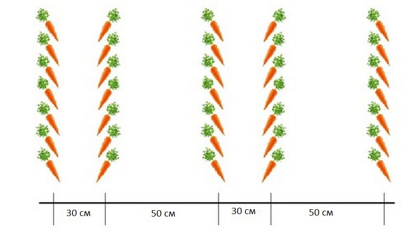 Схема посадки моркови