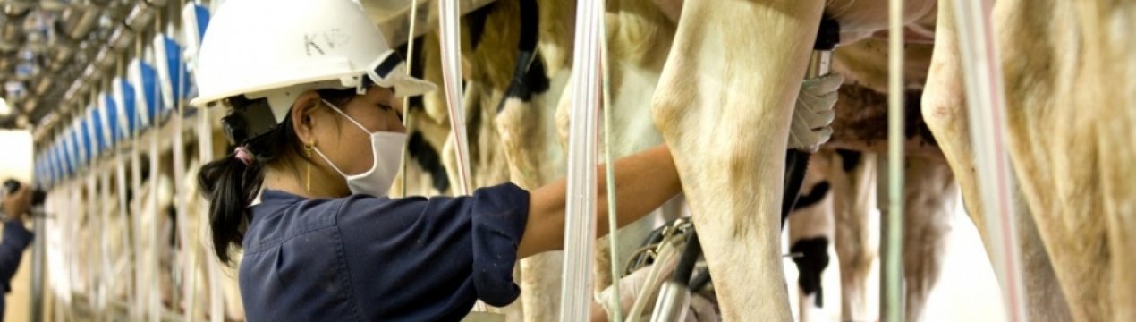 Найбільша молочна ферма В'єтнаму відкривається в Тай Нінь