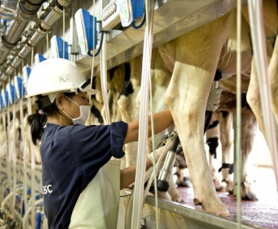 Найбільша молочна ферма В'єтнаму відкривається в Тай Нінь