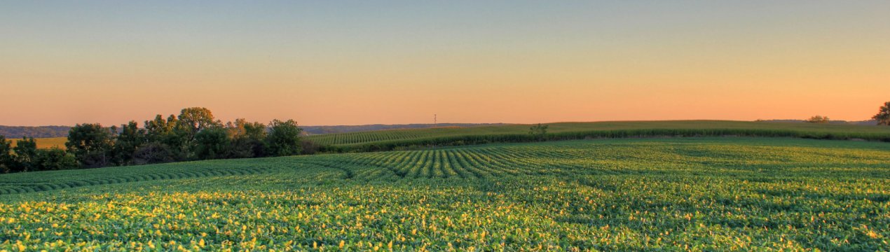 Іллінойс пропонує великі гранти для виробників спеціальних культур
