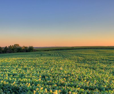 Іллінойс пропонує великі гранти для виробників спеціальних культур