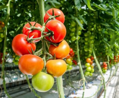 Характеристики і опис солодких сортів помідорів для теплиць