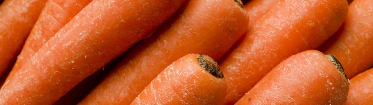 Морковь НИИОХ 336: характеристика и особенности выращивания сорта