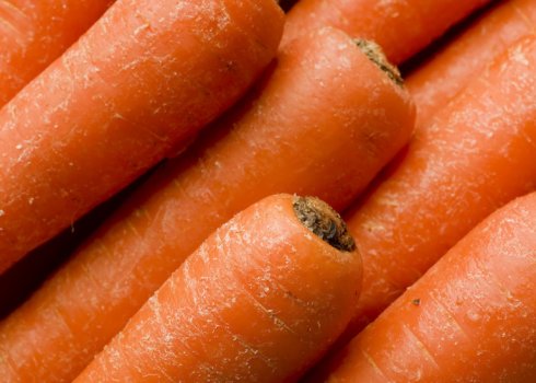 Морква НІЇОХ 336: характеристика та особливості вирощування сорту