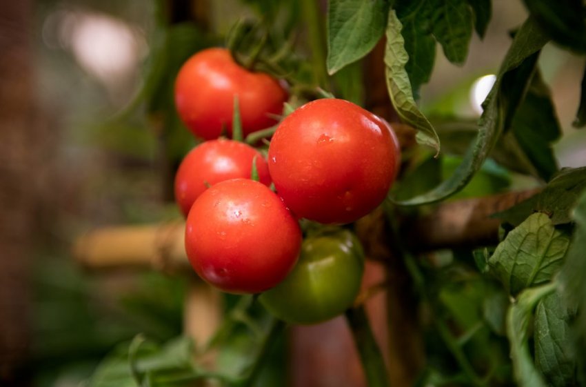 Лялька Маша Лялька Маша